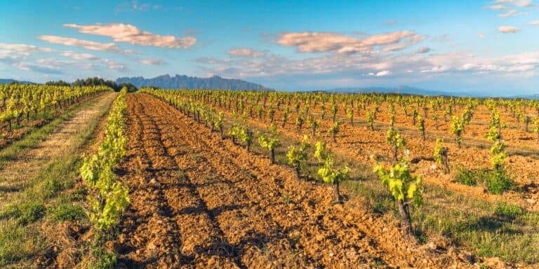 Penedes