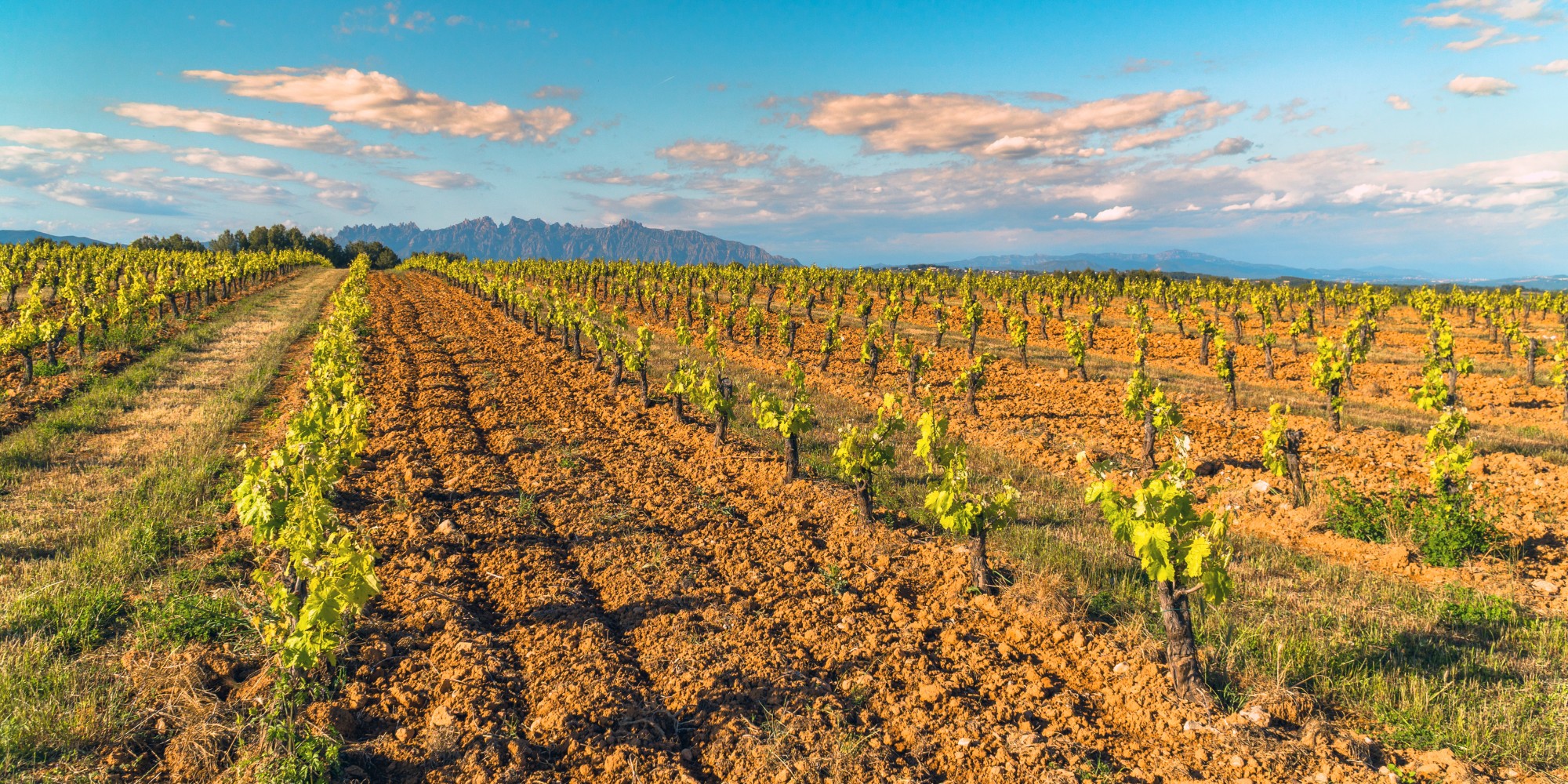 Penedes